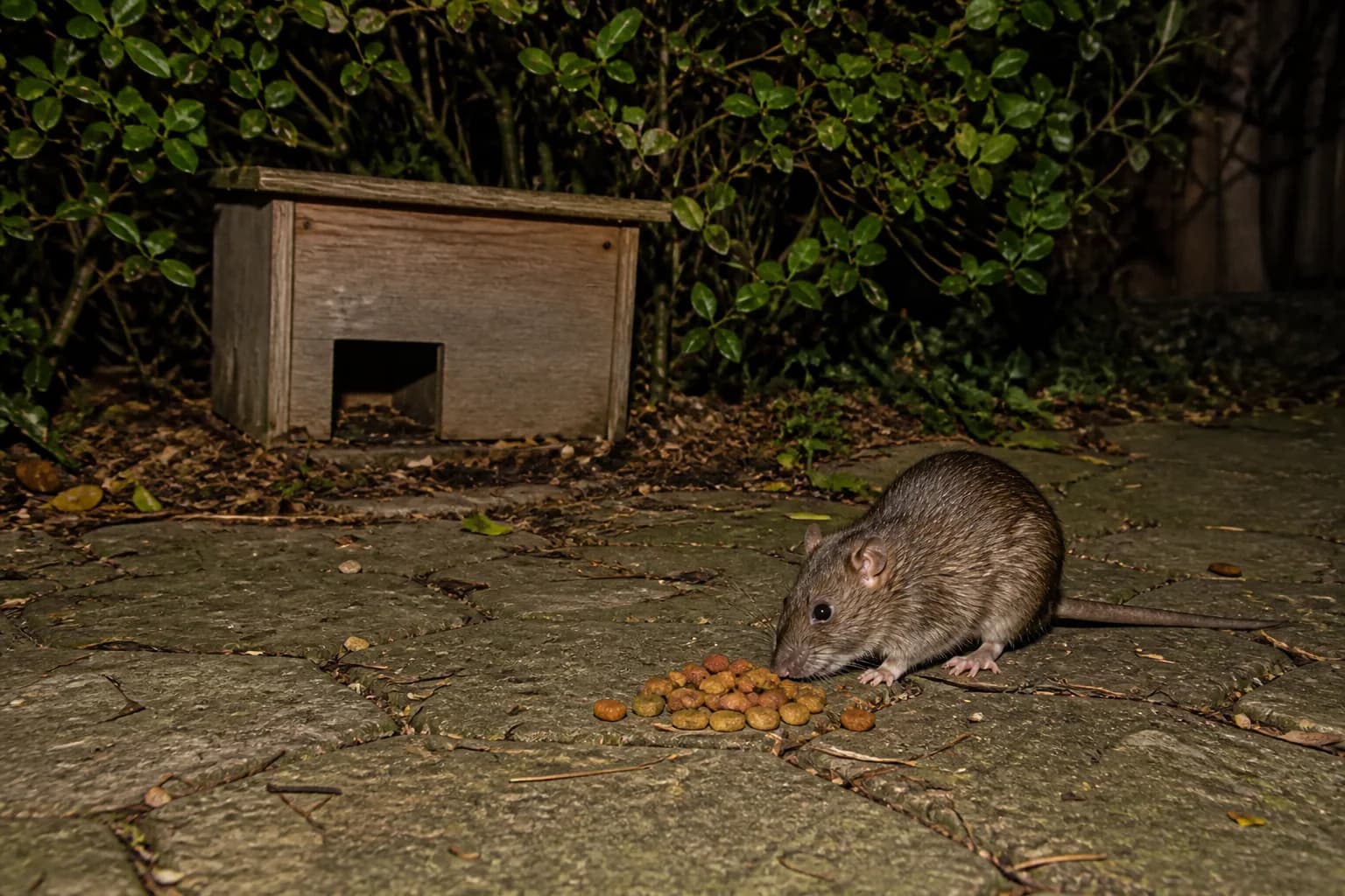 Ratte an offen liegendem Tierfutter, während ein Igelhaus weiter hinten unter einer Hecke steht