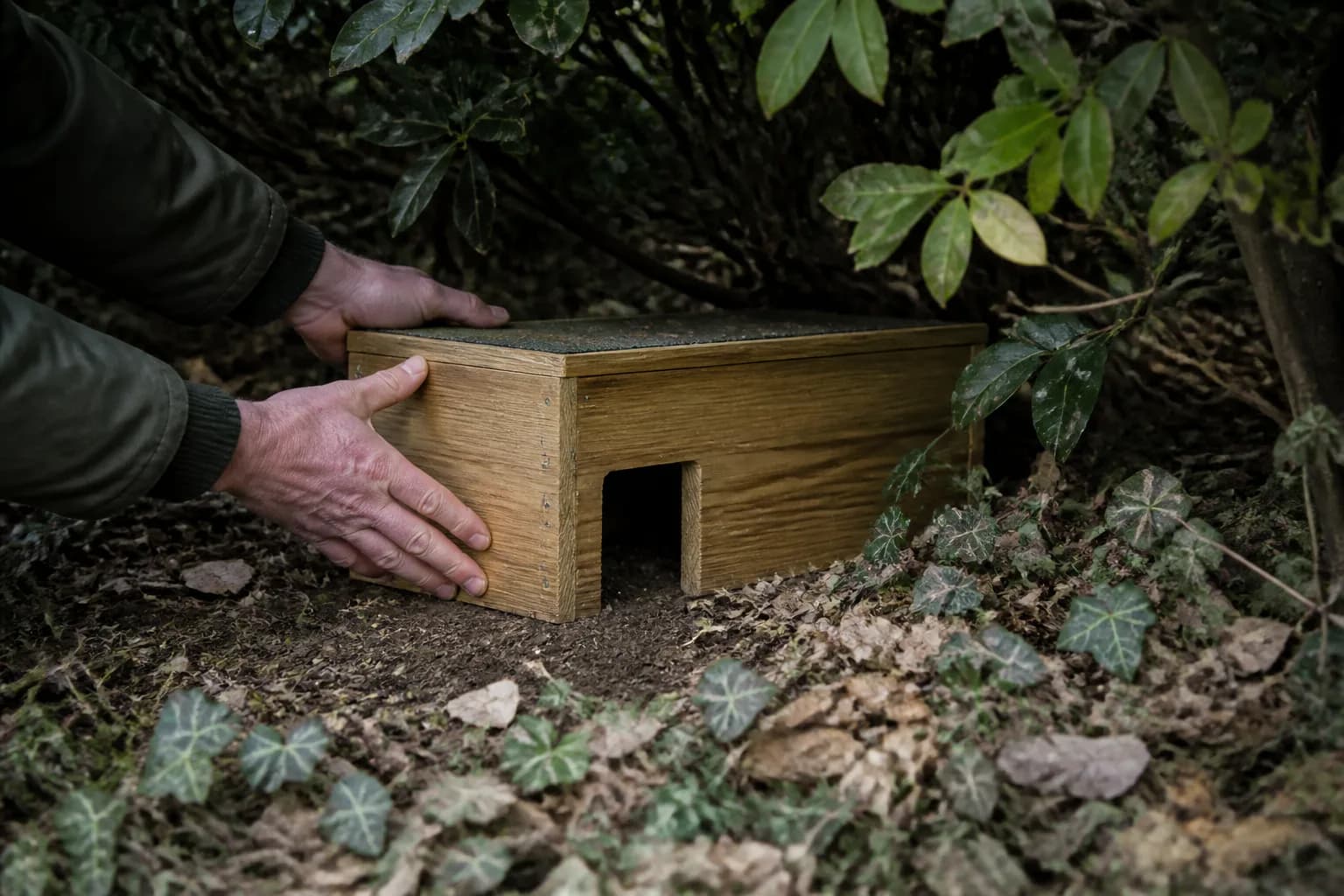 Hände platzieren ein Igelhaus aus Holz unter einer dichten Gartenhecke