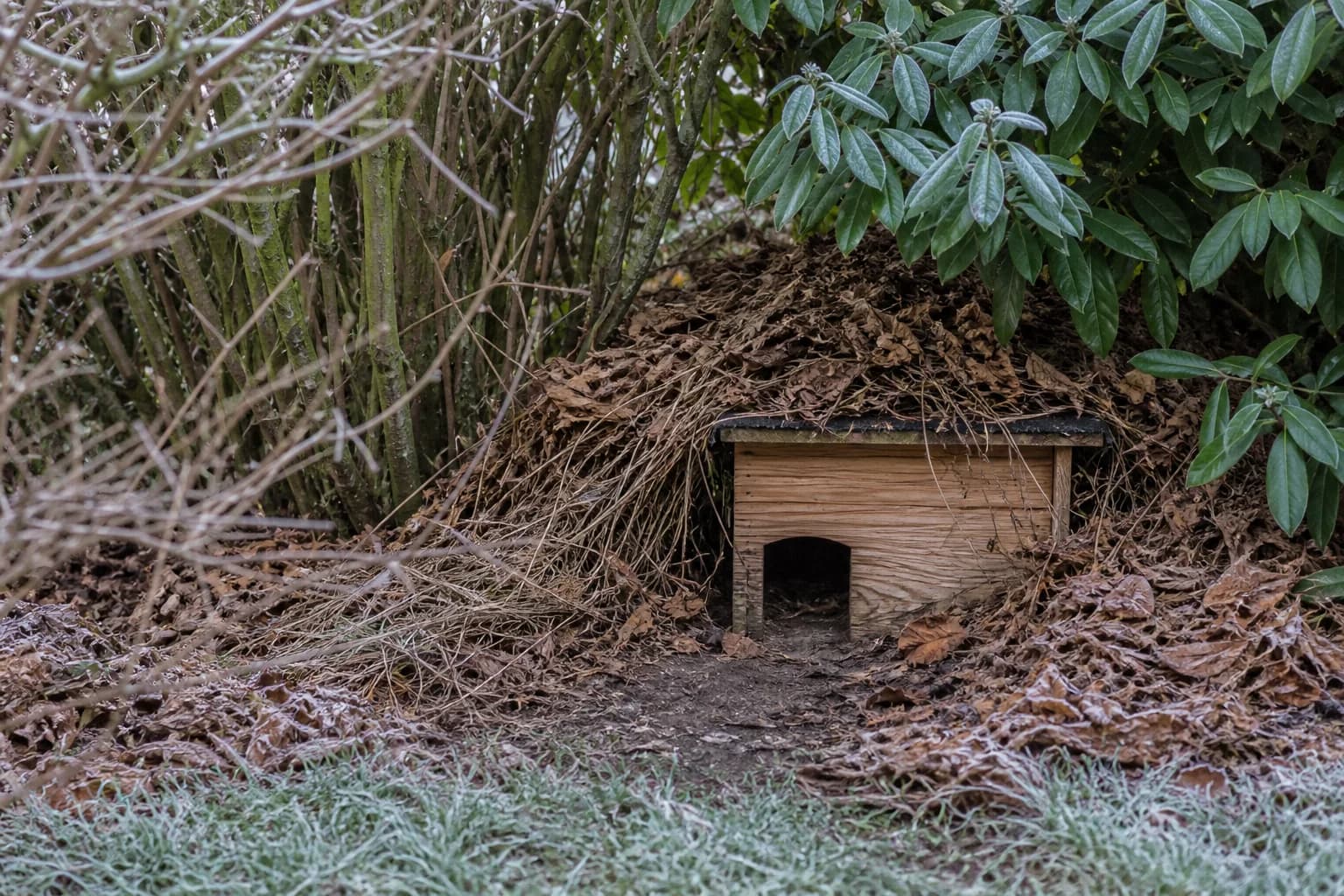 Ungestörtes Igelhaus unter Laub und Reisig in einem leicht frostigen Garten